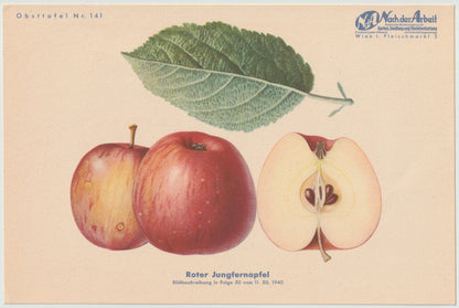 1940 Äfpel Vintage Obsttafel Set original | Gulerdling Renette Apfel Obst Früchte
