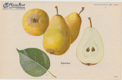 Birnen Vintage Obsttafeln 4er Set 1940 | Nagowitzbirne Capiaumont Schmalzbirne