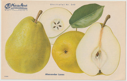 Apfel & Birne Vintage Obsttafel 4er-Set original 1940 | botanische Illustration alt selten Wanddeko