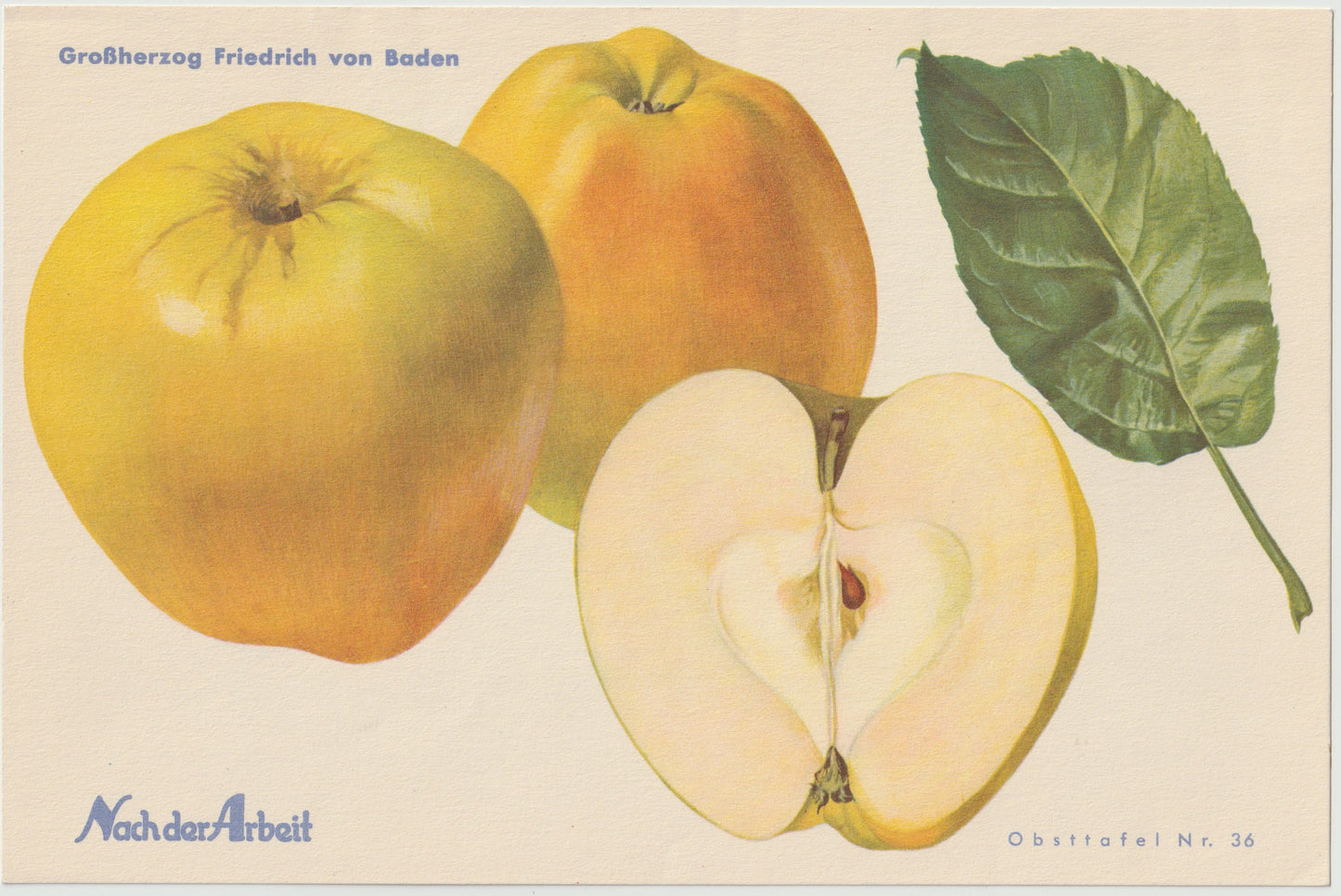 Apfel Vintage Obsttafel 4er-Set 1940er | Roosevelt Edelkarasan Gesundheit
