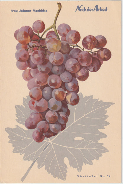 Trauben Vintage Obsttafel 4er-Set 1940 | Weintrauben Vino Gutedel Tompa Weingarten Pirovano