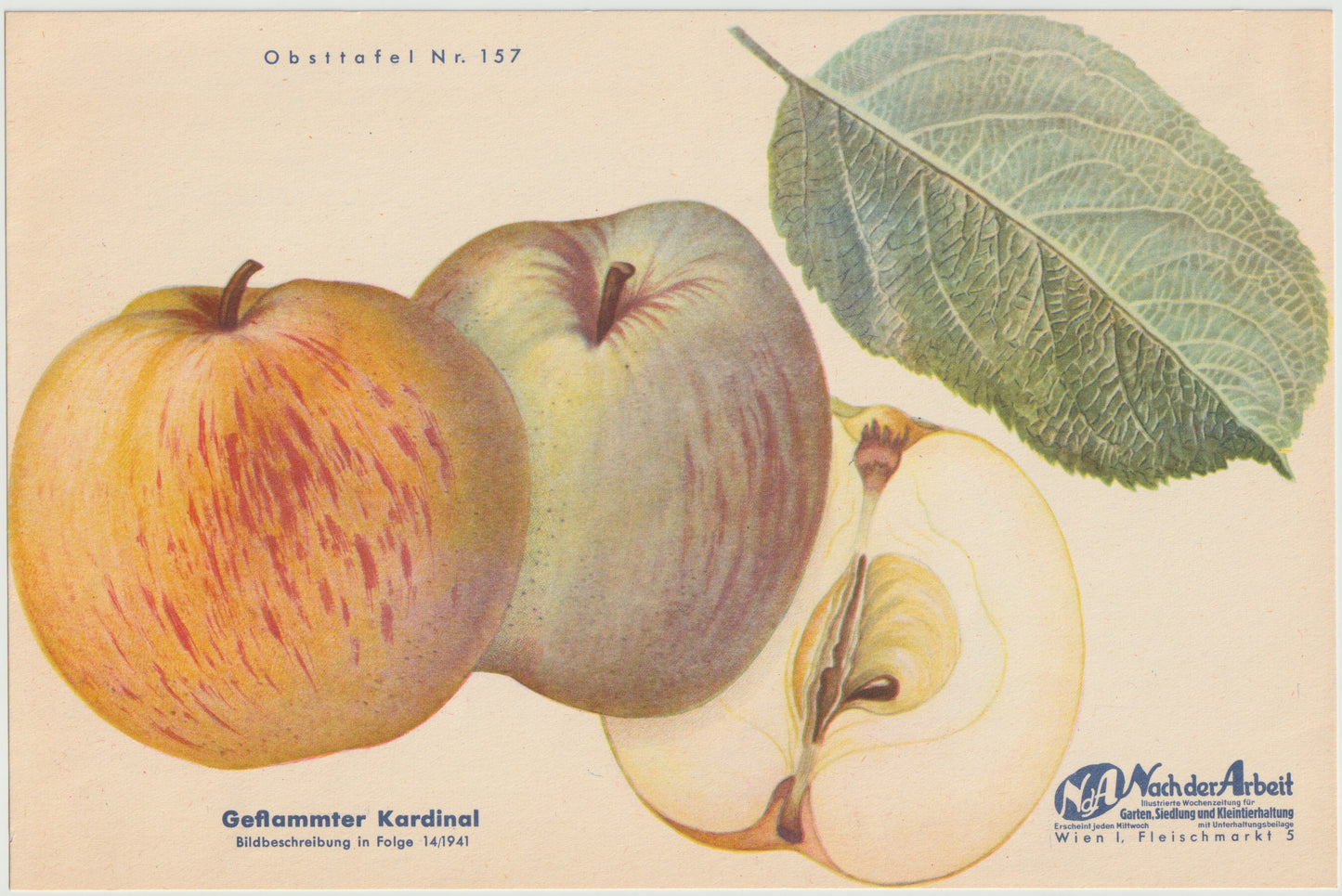 1940 Äfpel Vintage Obsttafel 4er-Set original | Wanddeko Apfel Obst Früchte Küchenapfel