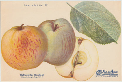 1940 Äfpel Vintage Obsttafel 4er-Set original | Wanddeko Apfel Obst Früchte Küchenapfel