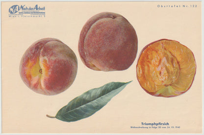 Pfirsiche Obsttafeln 4er-Set Vintage 1940er original | Frühpfirsich Triumphpfirsich