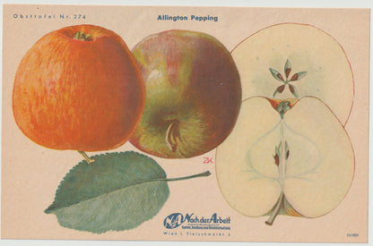 Apfel & Birne Vintage Obsttafel 4er-Set original 1940 | botanische Illustration alt selten Wanddeko