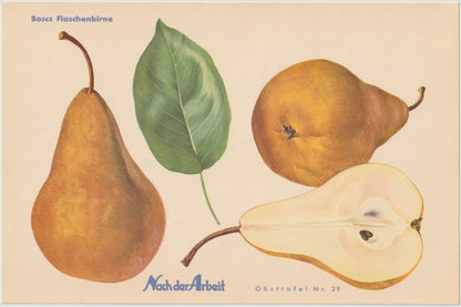 1940 Birnen Vintage Obsttafeln 4er Set original | Flaschenbirne Baronin Mello