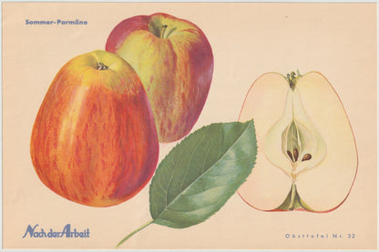 Apfel Vintage Obsttafel Set original 1940er | Boskoop Edelapfel Kalvill