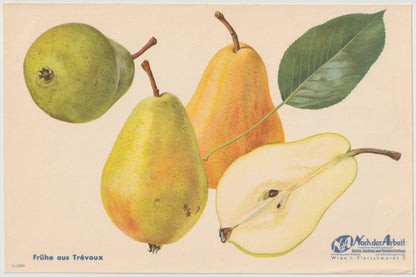 Birne Vintage Obsttafel 4er Set original 1940 | Trévoux Butterbirne Muskateller