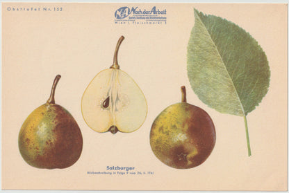 Birnen Vintage Obsttafeln 4er Set 1940 | Nagowitzbirne Capiaumont Schmalzbirne