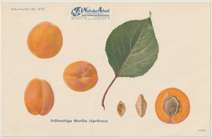 1940 Marillen Obsttafel 4er-Set Vintage | Langenlois Schöllschitz Aprikose Prunus armeniaca