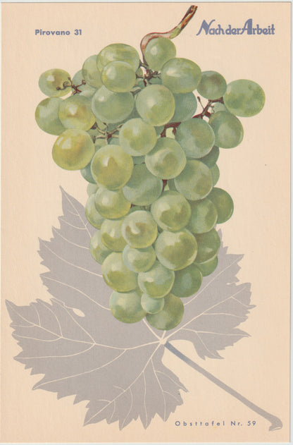 Trauben Vintage Obsttafel 4er-Set 1940 | Weintrauben Vino Gutedel Tompa Weingarten Pirovano