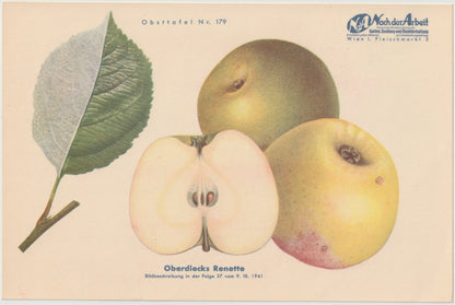 1940 Äfpel Vintage Obsttafel Set original | Gulerdling Renette Apfel Obst Früchte