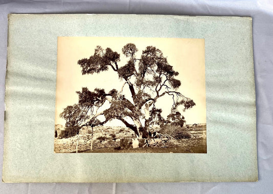 Baum in Steppe / Wüste 1885