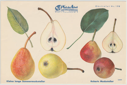 Birne Vintage Obsttafel 4er Set original 1940 | Trévoux Butterbirne Muskateller