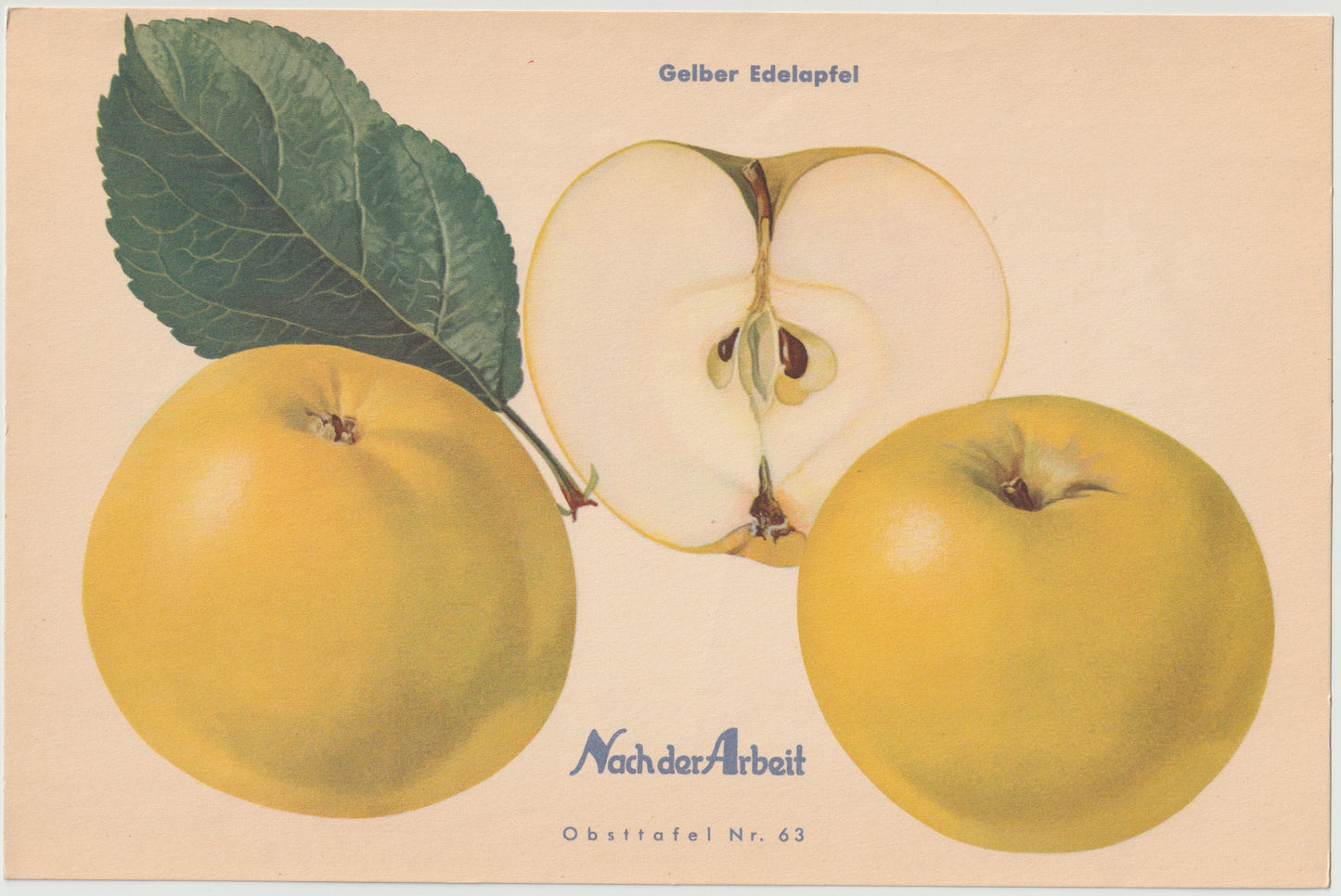 Apfel Vintage Obsttafel Set original 1940er | Boskoop Edelapfel Kalvill