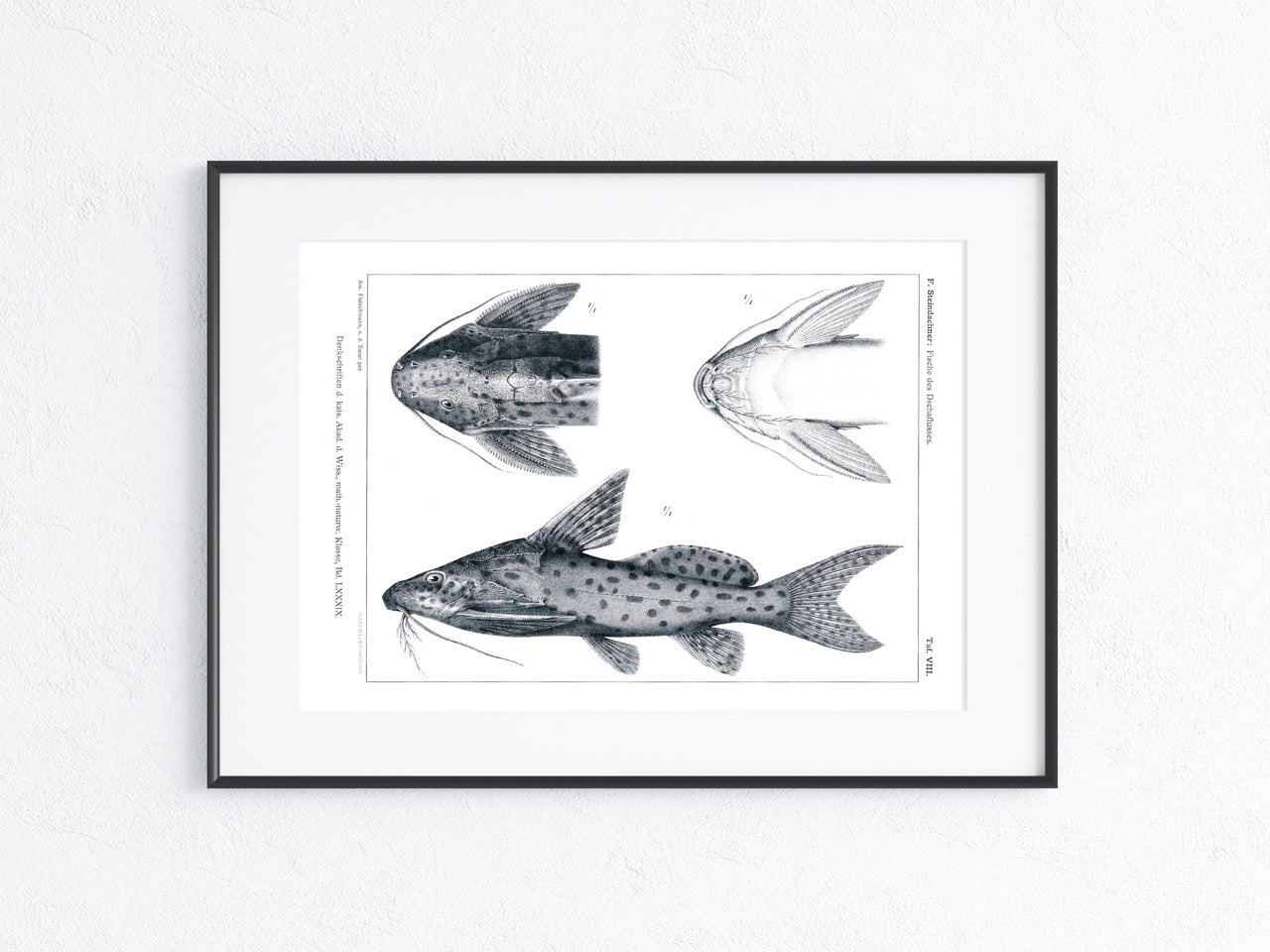 Fische Afrika 1912
