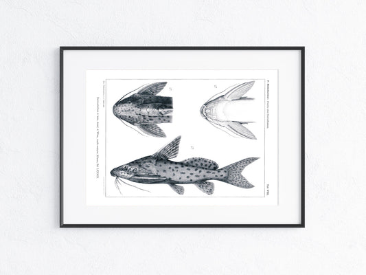 Fische Afrika 1912