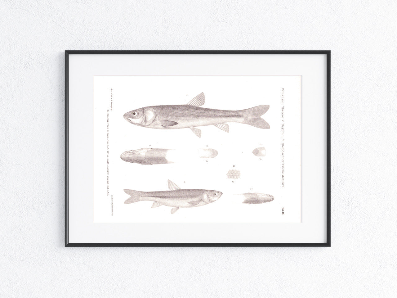 Fische Mexiko 1895