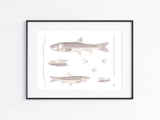 Fische Mexiko 1895