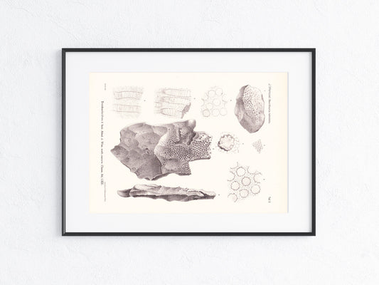 Fossilien 1895