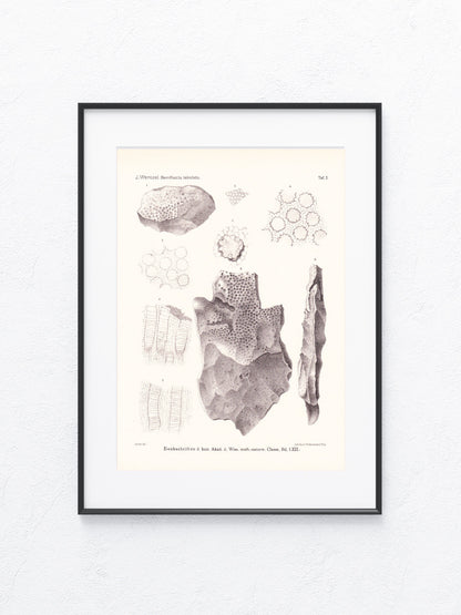 Fossilien 1895