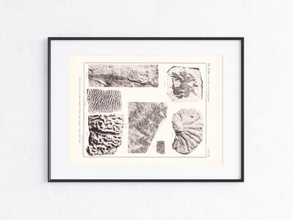 Fossilien 1895
