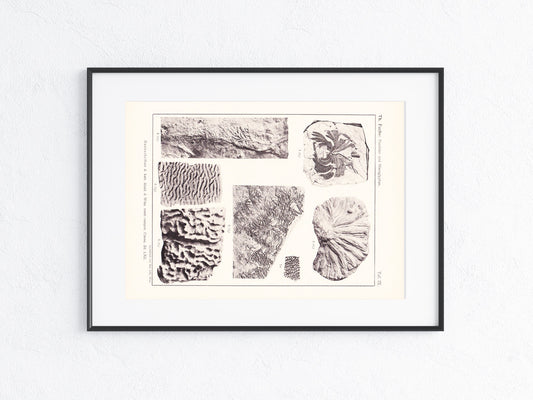 Fossilien 1895