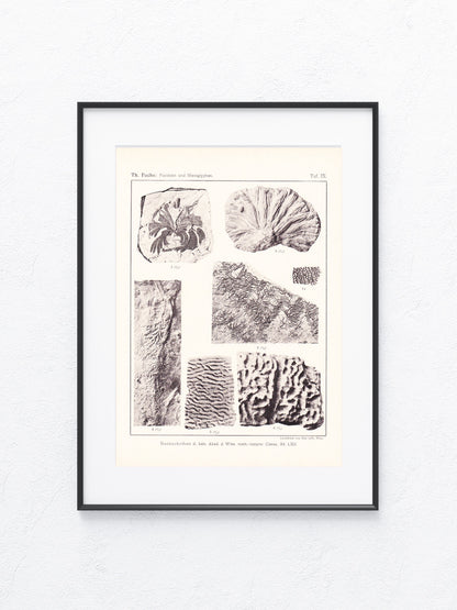 Fossilien 1895