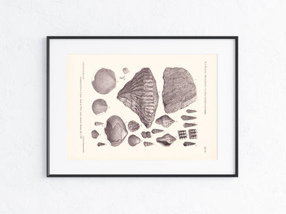 Fossilien 1896