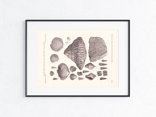 Fossilien 1896