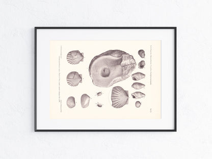 Fossilien 1896