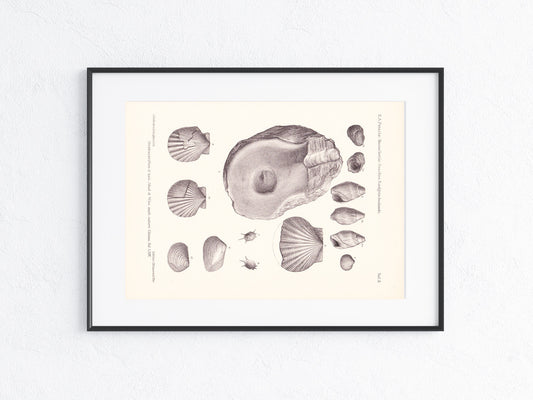 Fossilien 1896