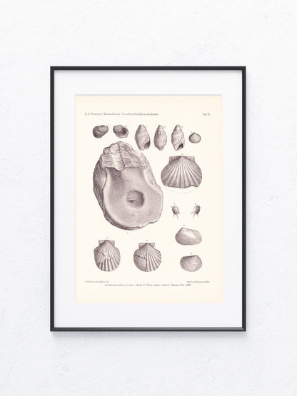 Fossilien 1896