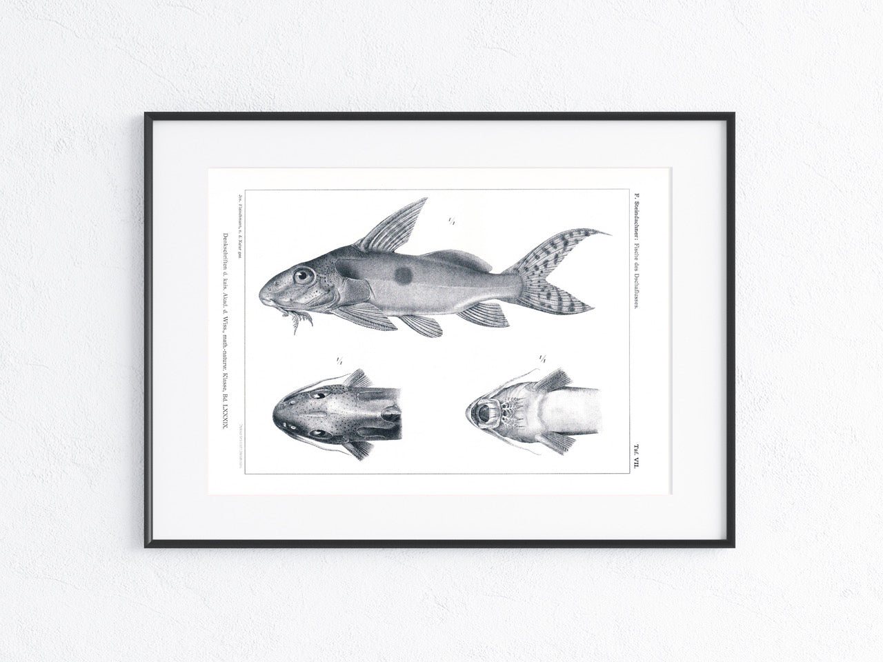 Fische Afrika 1912