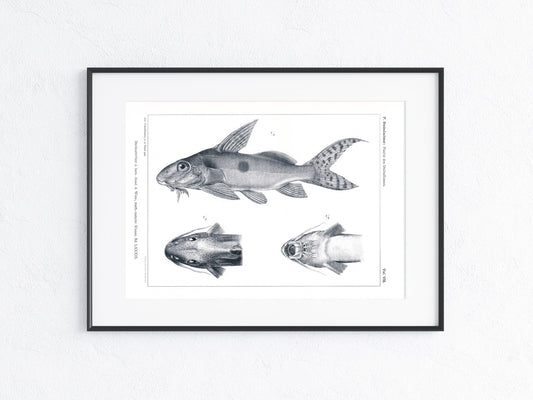 Fische Afrika 1912