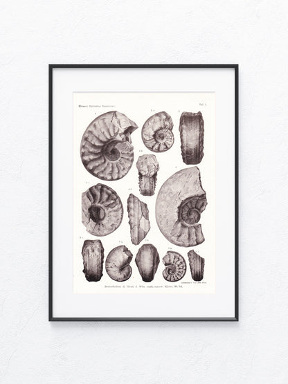 Fossilien 1919