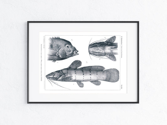 Fische Afrika 1912