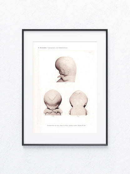 Anatomie 1916