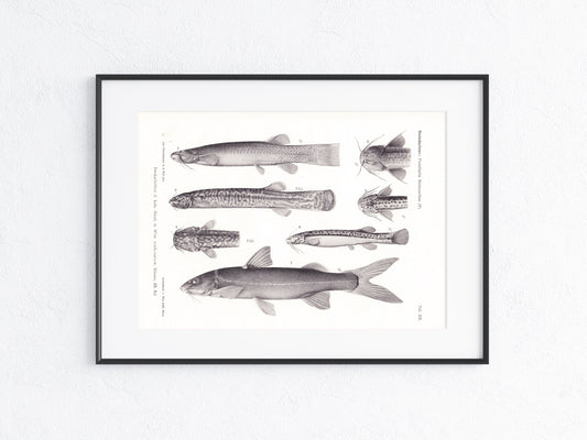 Fische Südamerika 1915
