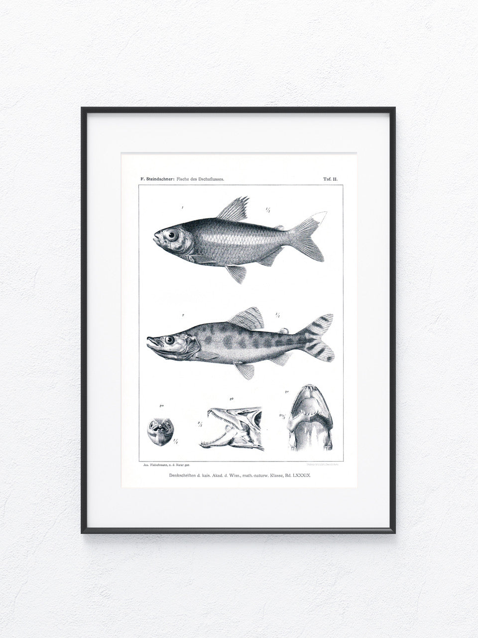 Fische Afrika 1912