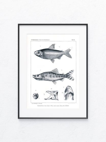 Fische Afrika 1912
