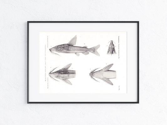 Fische Südamerika 1915