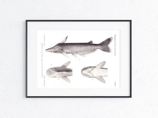 Fische Südamerika 1915