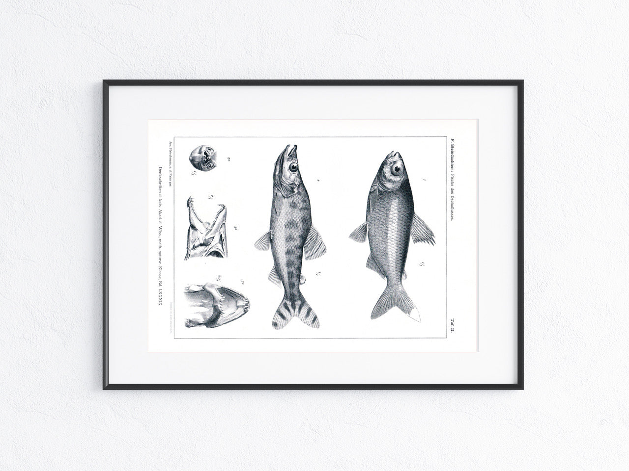 Fische Afrika 1912
