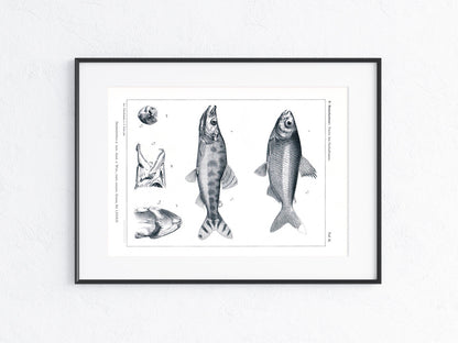 Fische Afrika 1912