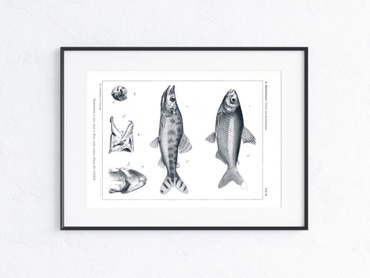 Fische Afrika 1912