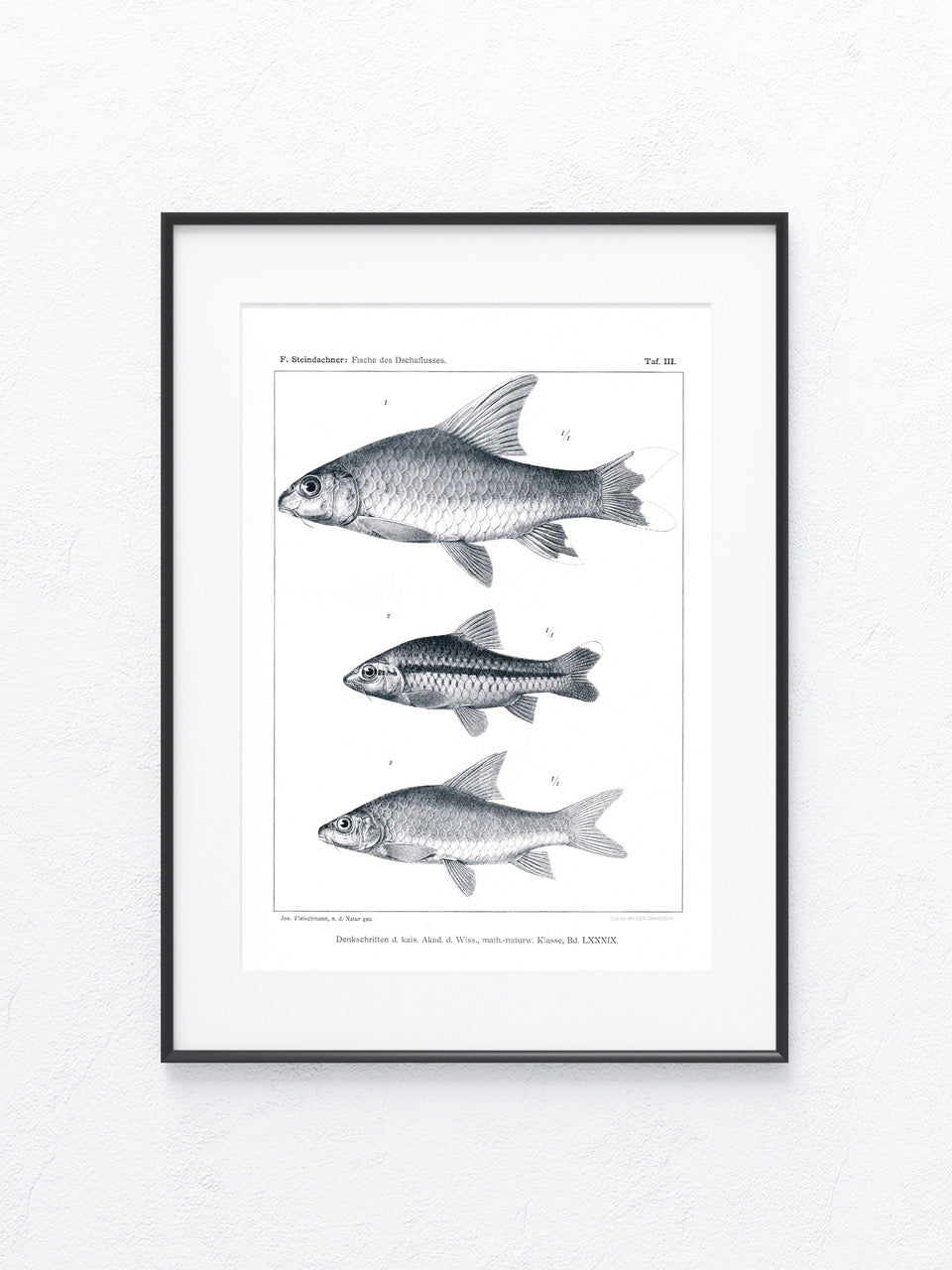 Fische Afrika 1912