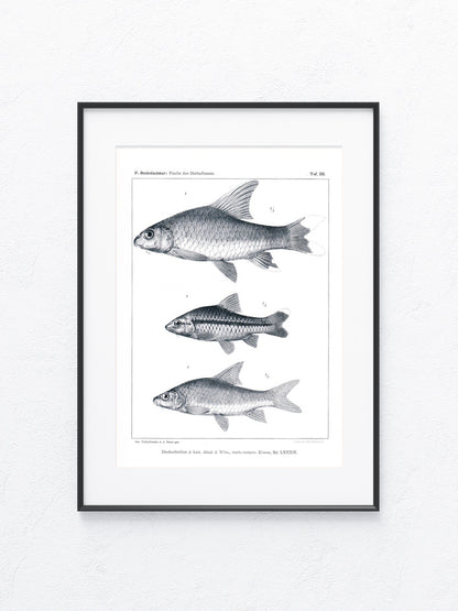 Fische Afrika 1912