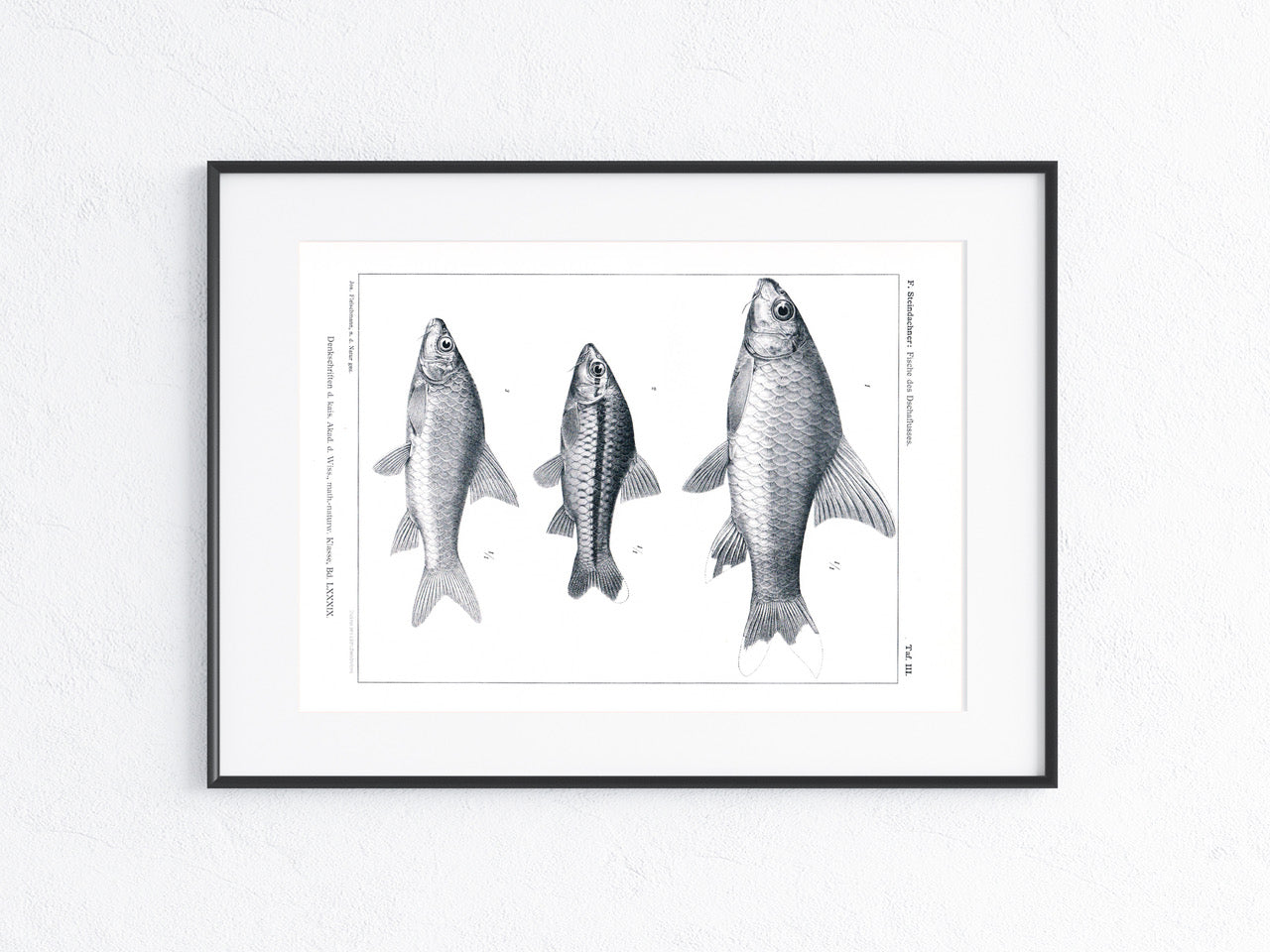 Fische Afrika 1912
