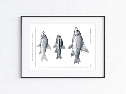 Fische Afrika 1912